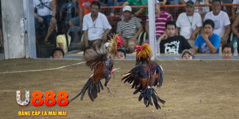 ku11 đăng nhập mậu binh khuyến mãi
